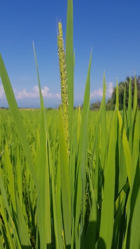 Azienda Riso Biologico STEFANIA Goio