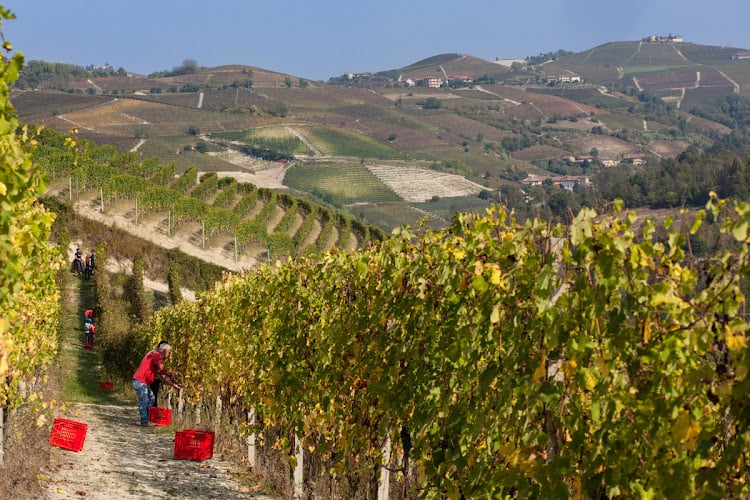 Azienda Agricola Garesio
