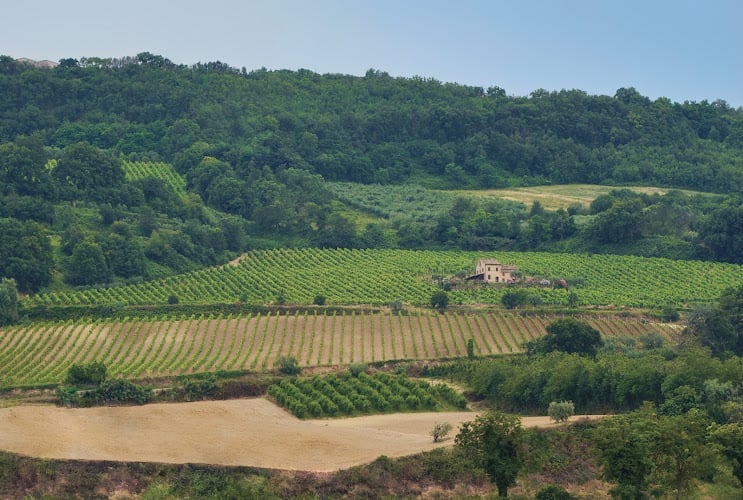 Vini Centanni