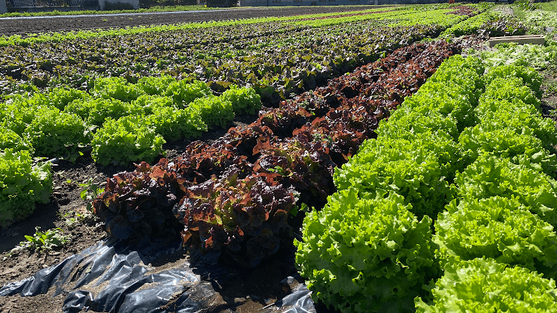 Azienda agricola Bolamperti Federico