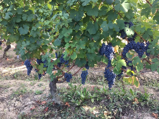 Ca' Bensi - Az. Agricola produzione vini