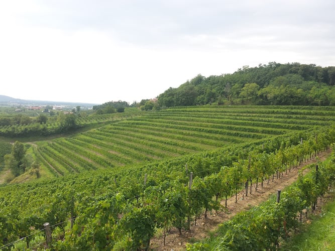 Pighin Aziende Agricole In Friuli