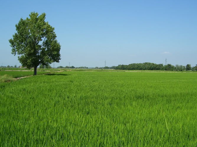 CRESPI RISO -Azienda Agricola Pacifico Crespi- Riseria