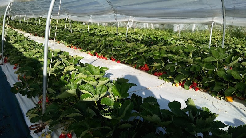 Azienda Agricola - Agriturismo "Le Caselle" di Goffi Gianbattista