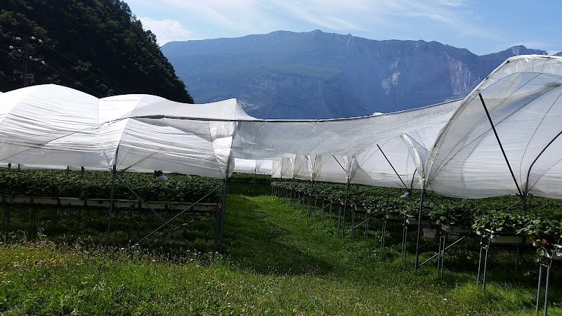 Azienda Agricola Zanetti Andrea