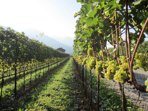 Azienda Agricola "Cascina Casola"
