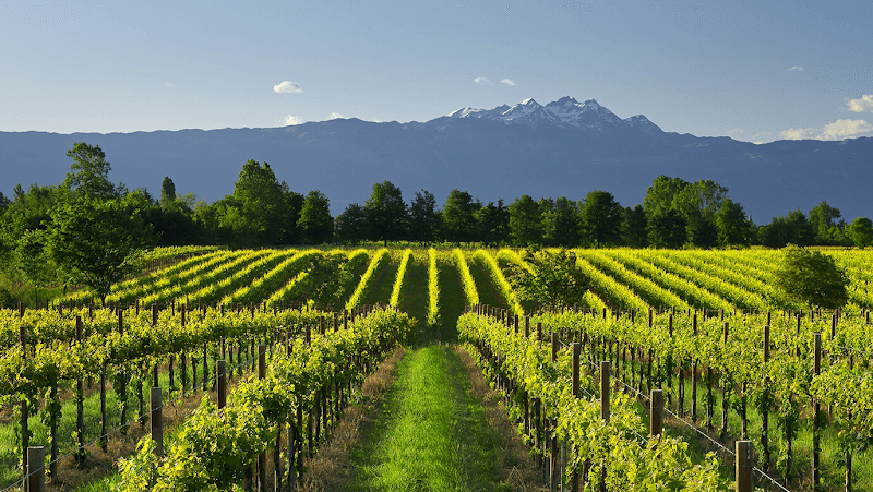 Tenuta Bosco Albano