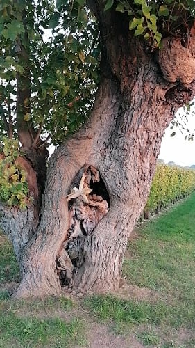 Consorzio Tutela Vini Collio