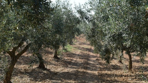 AMODEO'S FARM - Olive Oil Producers in Sicily