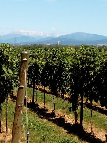 Azienda Agricola Pierpaolo Pecorari