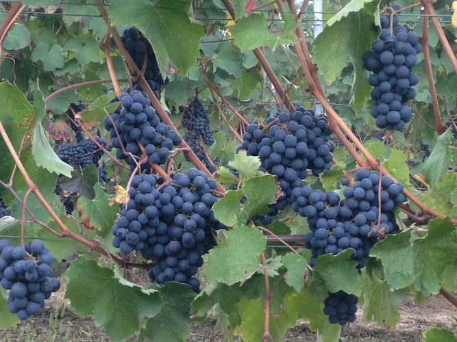 Cantina Dallere Pierluigi