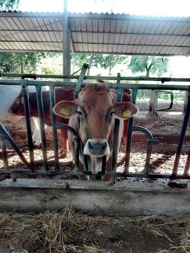 Società Cooperativa Agricola La Fattoria Donzellì
