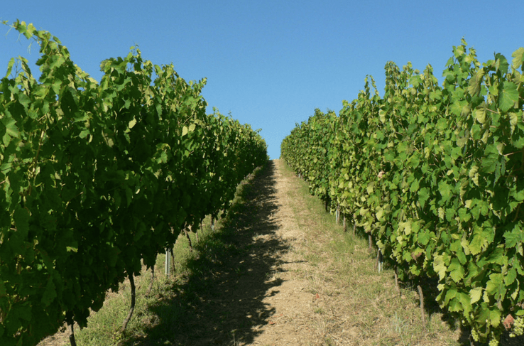 Azienda agricola Salvatore Magnoni