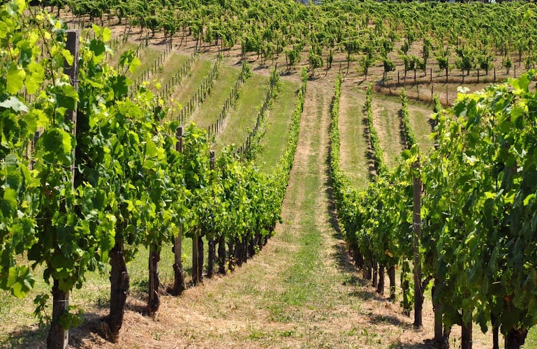 Azienda Agricola Alessandro Motta