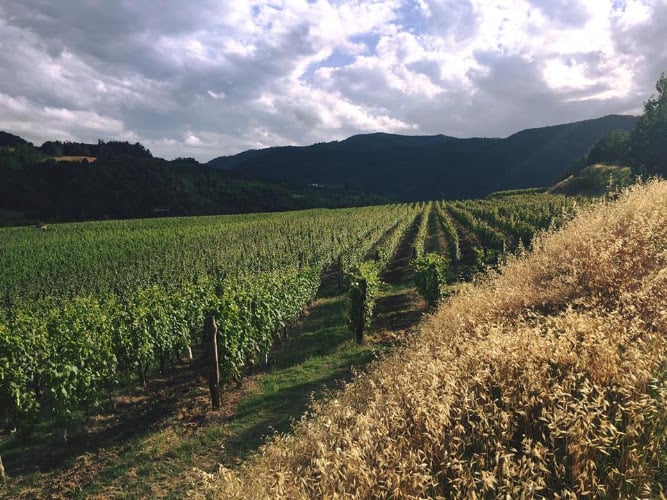 Cavallero Lorenzo Azienda Agricola - Vitivinicola
