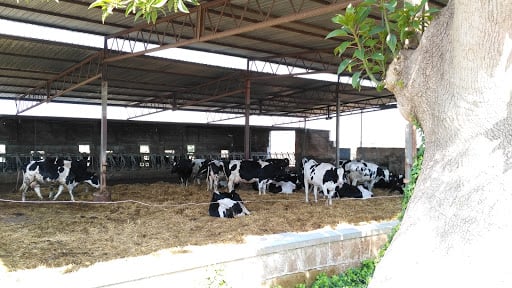 Azienda Agrozootecnica "Nuova Piccinni"