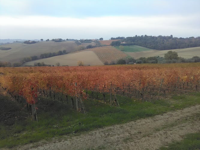 Azienda Vitivinicola Orlando Olivetti