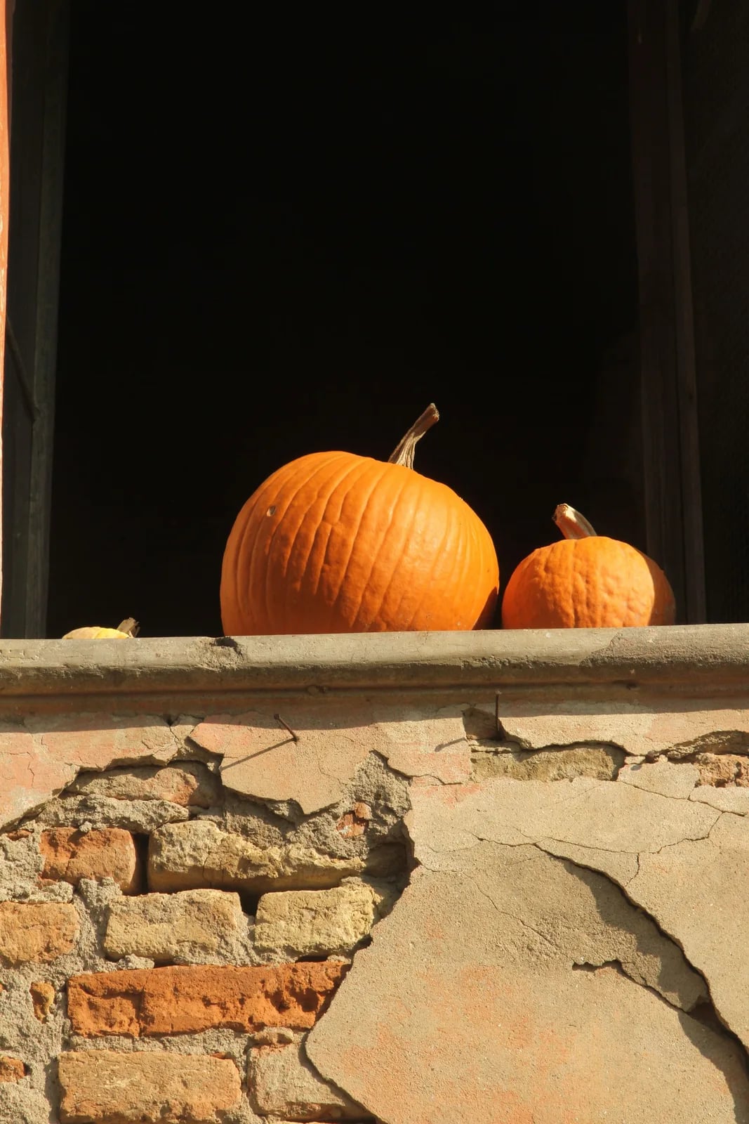 Zucca Days