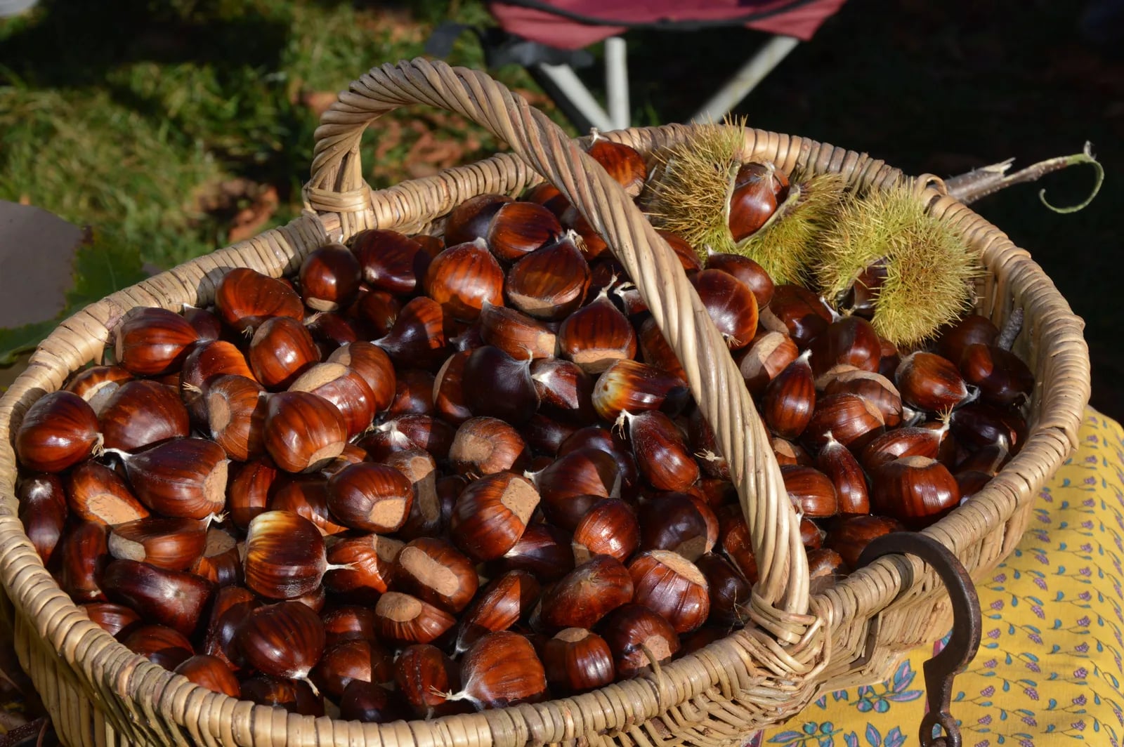Sagra della castagna roscetta