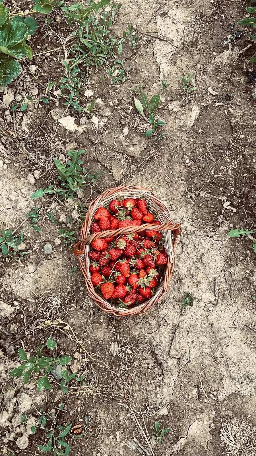 Festa della fragola