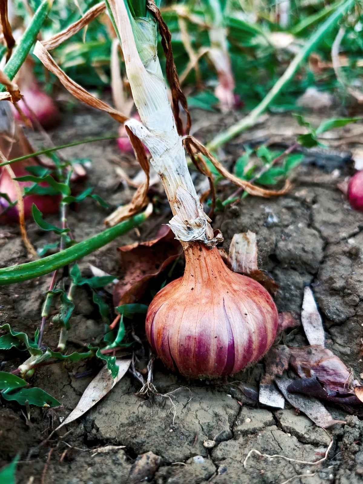 Sagra della cipolla dorata