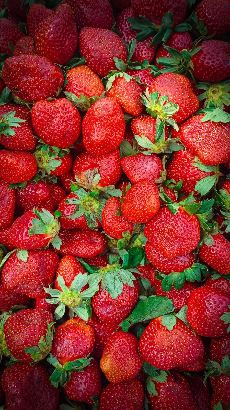 Sagra delle fragole