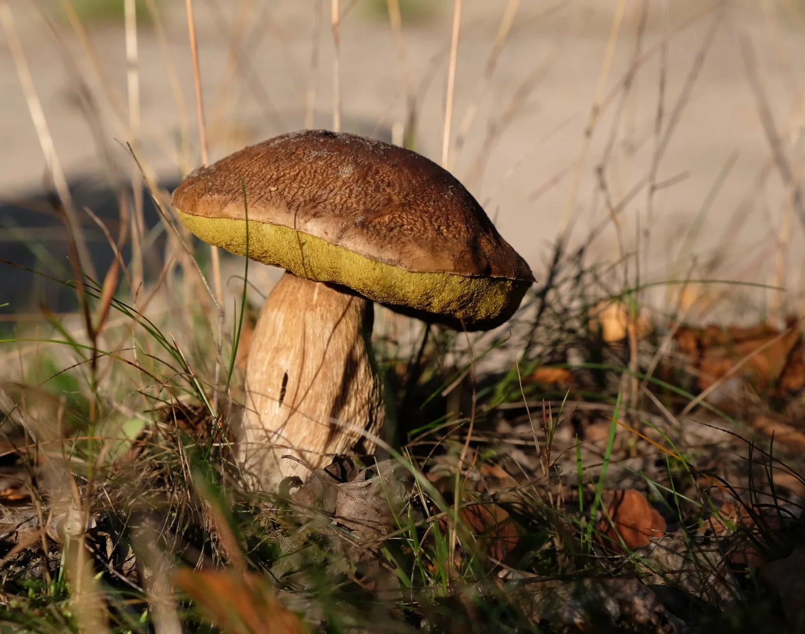 Fungolandia