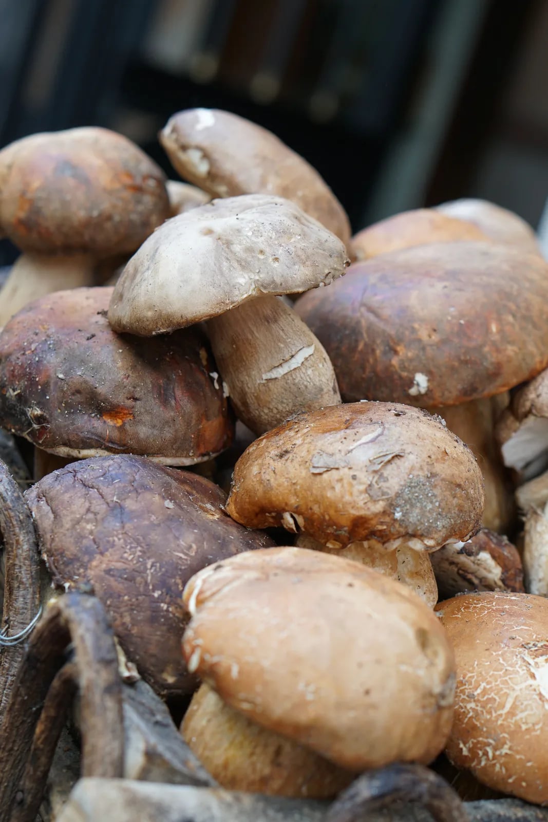 Sagra dei funghi