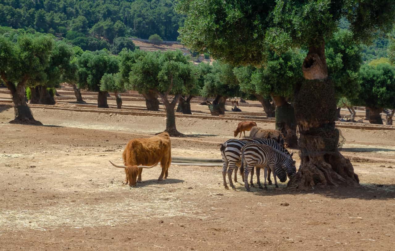 Zoosafari e Fasanolandia