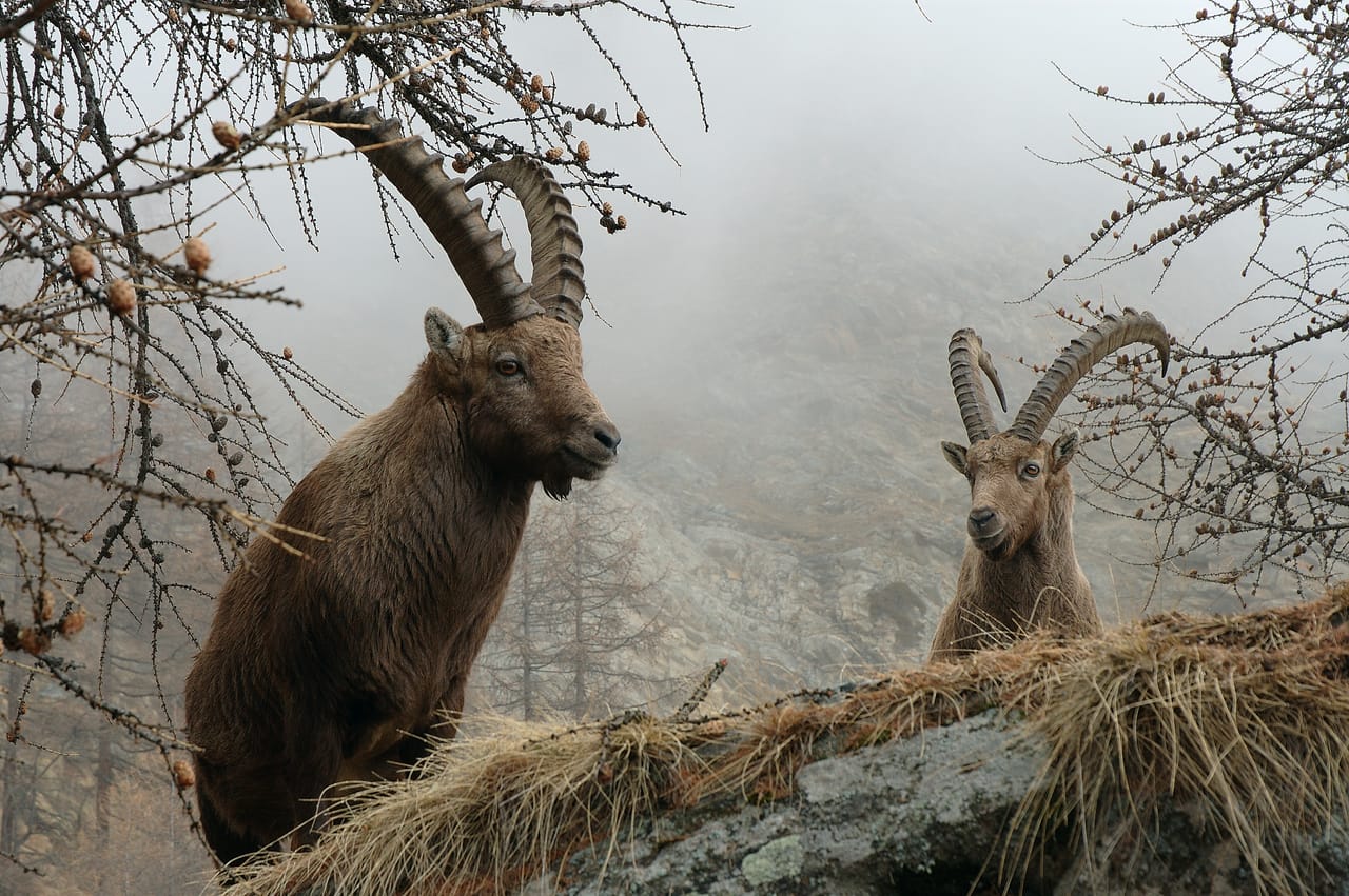 Cogne (Valle d'Aosta)
