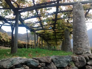 Cantina dei produttori Nebbiolo di Carema