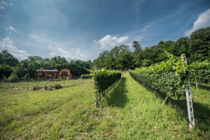 Azienda Vitivinicola Rhea