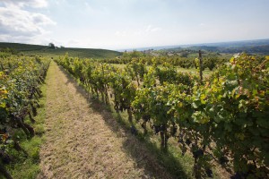 Azienda Agricola Aldo Marenco