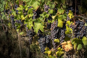 Azienda Agricola Marengo Felice