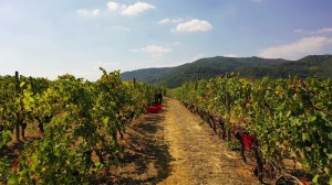 Azienda Agricola Roccasanta