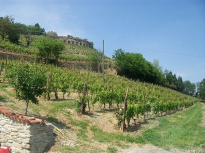 Azienda Agricola Gatti Piero