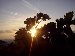 Azienda Vitivinicola La Bruciata di Bosio Oscar