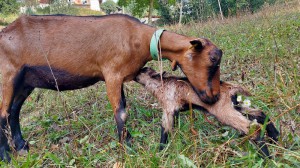 I Ciabrie - azienda agricola