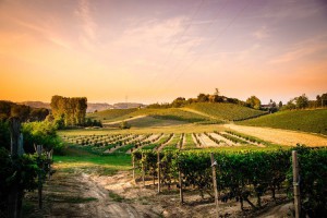 Azienda Agricola Fratelli Pavia