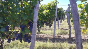 Azienda Agricola Roggero Bruno e Marco s.s.