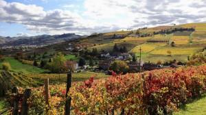 Azienda Agricola Vitivinicola Giuseppe Zafiri