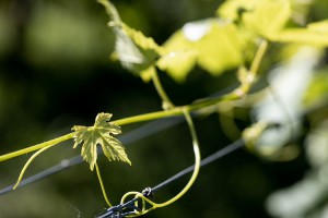 BAVA Azienda Vitivinicola