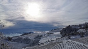 Azienda Agricola Gallo - Vini Piemontesi