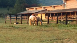 Azienda Agricola Luigi Spertino