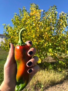 Azienda agricola Il germoglio