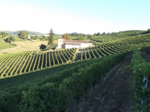 AZ. AGR. BIOLOGICA LA SERRA VENTURINO VINI