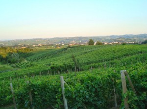 Azienda Agricola Boggero - Produzione Barbera D'asti BOGGE WINE