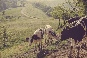 Agrilatteria del Pianalto