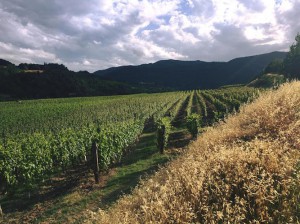 Cavallero Lorenzo Azienda Agricola - Vitivinicola