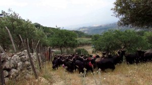 Azienda Agricola Dorato